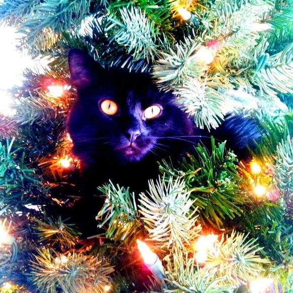 🌺 𝐖𝐞𝐧𝐝𝐲 🌺 - Pᴏsʜᴍᴀʀᴋ Aᴍʙᴀssᴀᴅᴏʀ - Picture 6 of 9